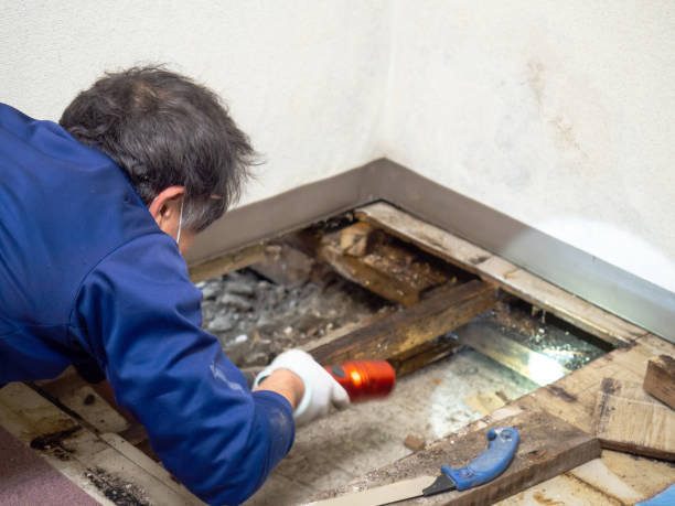 Best DIY Mold Remediation Support Services in Fairfax, SC