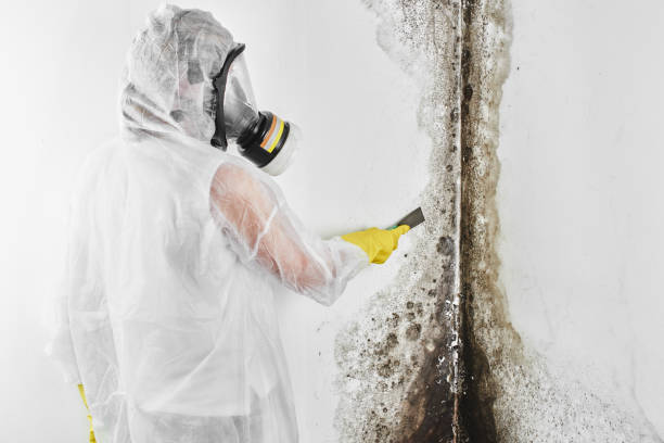 Best HVAC Mold Remediation in Fairfax, SC