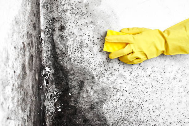 Best Residential Mold Remediation in Fairfax, SC