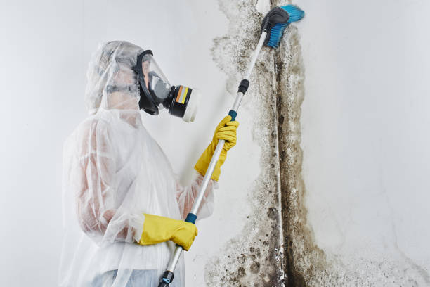 Best Residential Mold Remediation in Fairfax, SC