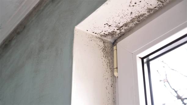 Professional Mold Remediation in Fairfax, SC