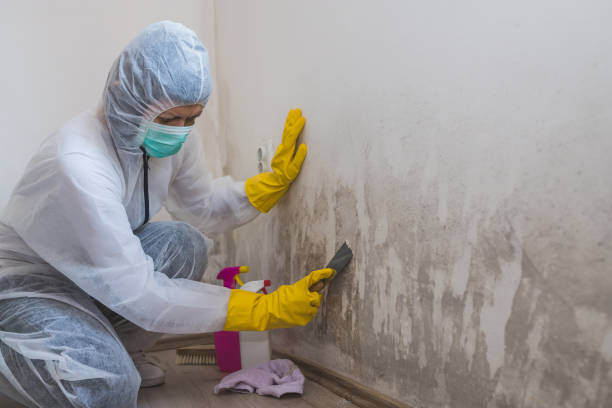 Best Mold Testing and Inspection Services in Fairfax, SC