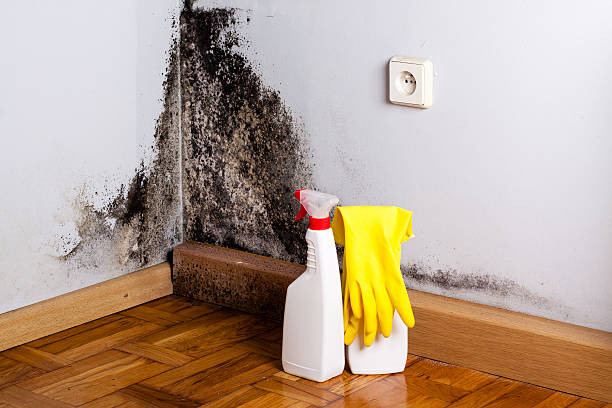 Best Health and Safety Mold Remediation in Fairfax, SC