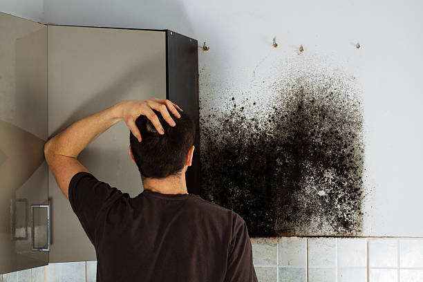 Best Residential Mold Remediation in Fairfax, SC