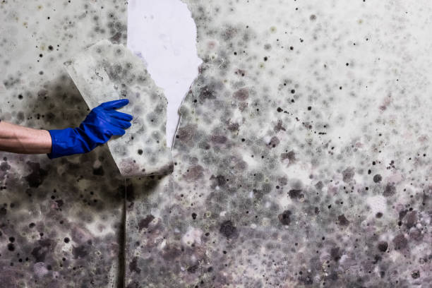 Best Insurance-Related Mold Remediation in Fairfax, SC
