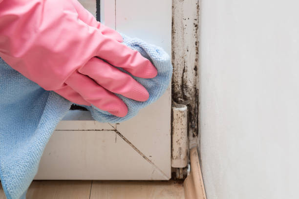 Best Kitchen Mold Remediation in Fairfax, SC