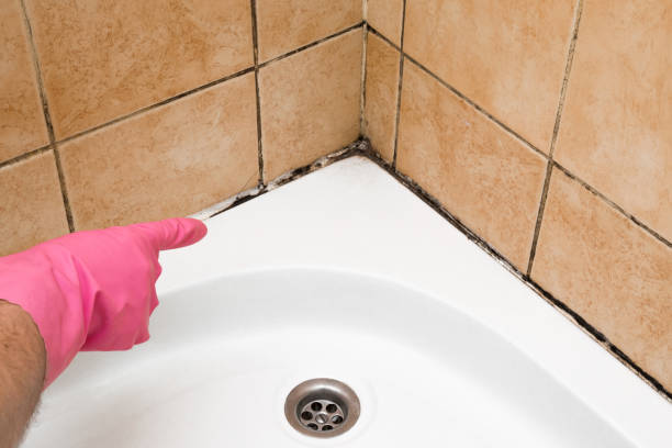Best Black Mold Remediation in Fairfax, SC